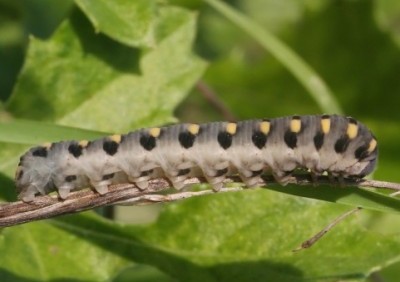 Corynis crassicornis e panoramica sui Cimbicidae nel forum